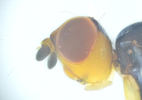 Réf. 321 457 : Chamaepsila nigricornis